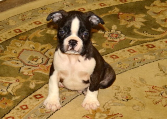Boston Terrier puppy dog for sale in Anderson, South Carolina