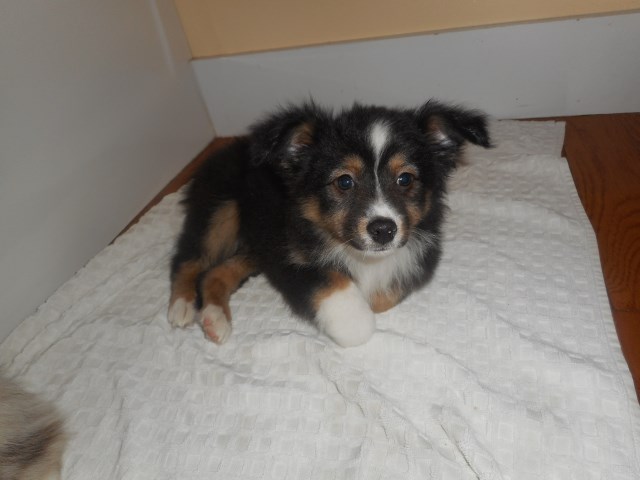 Miniature Australian Shepherd puppy for sale + 50805