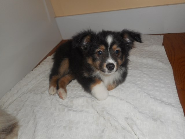 Miniature Australian Shepherd puppy dog for sale in Sullivan, Ohio