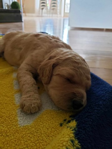 Goldendoodle puppy for sale + 56736