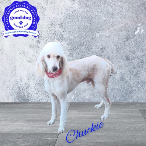 Poodle Standard puppy for sale + 66317