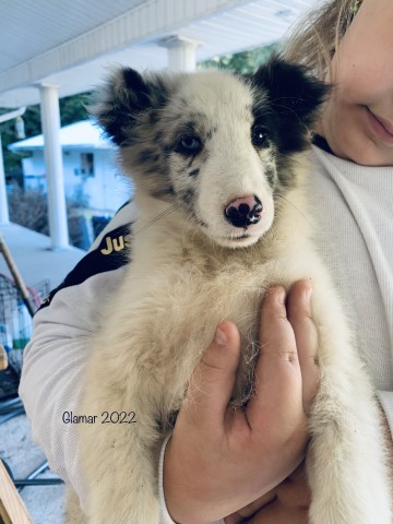 AKC Sonic (BISS GCH SIRED)