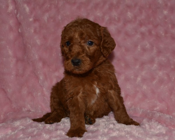 Goldendoodle puppy for sale + 64587