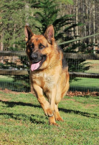 akc german shepherd puppies