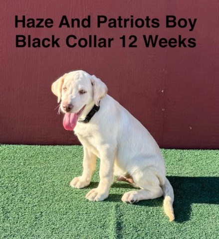Labrador Retriever puppy for sale + 67151