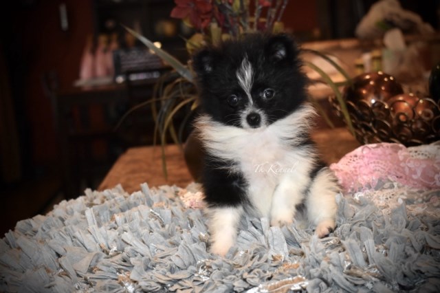 Pomeranian puppy for sale + 54583