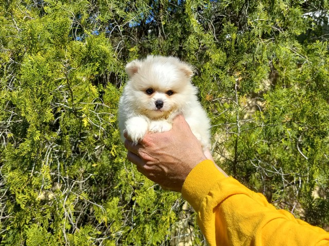 Tiny Bear White Pomeranian Puppy Male