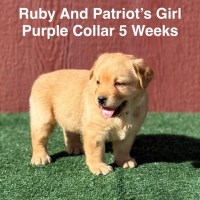AKC Fox Red Female Labrador Puppies Labrador Retriever for sale/adoption