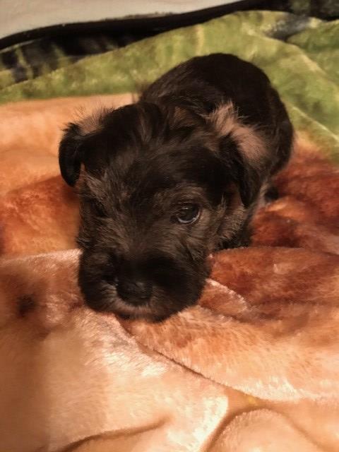 Miniature Schnauzer puppy for sale + 54756