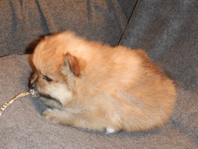 Pomeranian puppy for sale + 60904