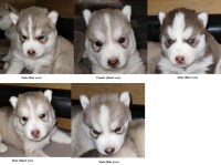 Siberian Husky thumbnail
