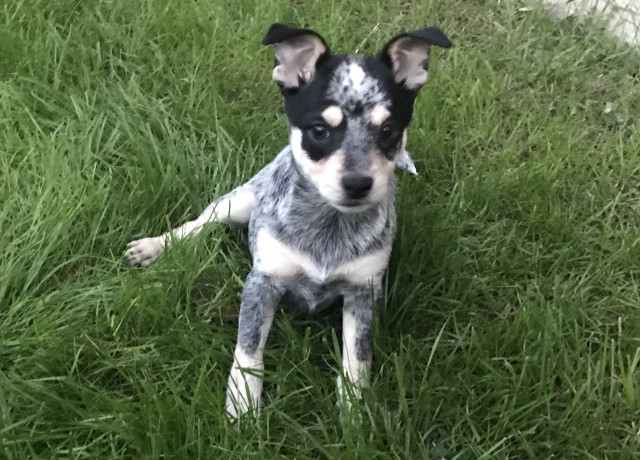 Australian Cattle Dog puppy for sale + 62790