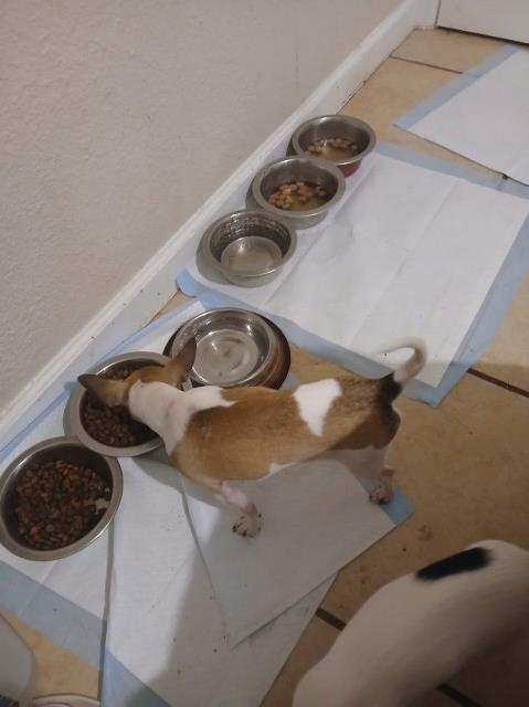 Chihuahua puppy for sale + 66263