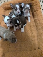 Candies Chihuahua Puppies Chihuahua for sale/adoption