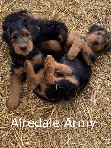 Purebred Airedale Terrier Puppies
