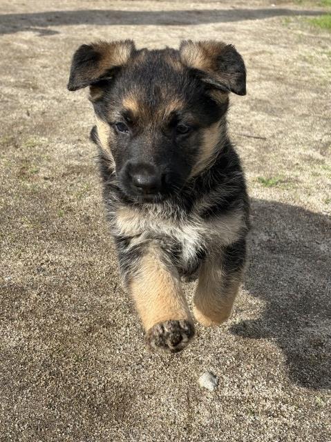 German Shepherd Dog puppy for sale + 66973