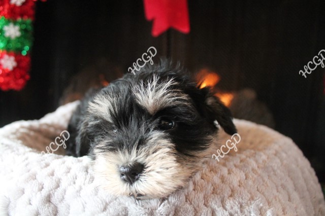Miniature Schnauzer puppy for sale + 62573