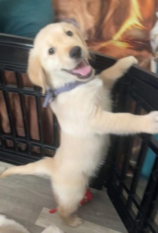 Golden Retriever puppy for sale + 67064