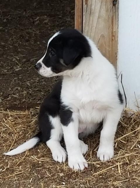 OREO Border Collie Cross