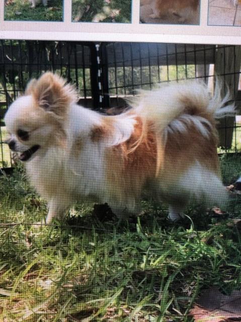 Double Long Coat, Apple Head Chihuahua