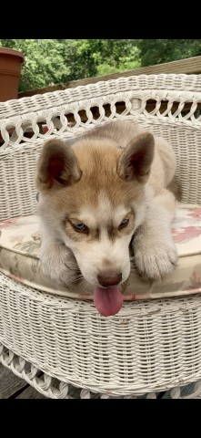 Pomsky puppy for sale + 64802