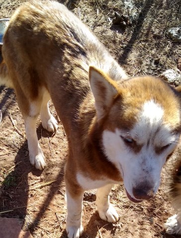 Siberian husky female