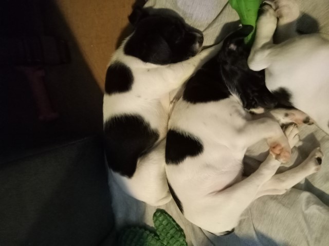 Rat terriers/Jack Russell mix puppies