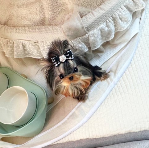Yorkshire Terrier puppy for sale + 67181