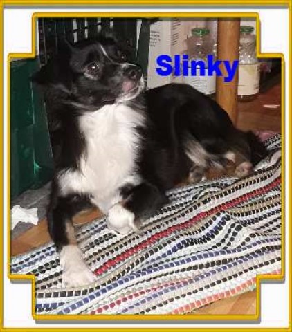 young adult Mini Aussie F