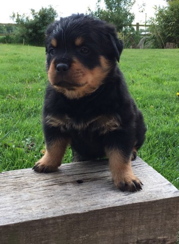 Rottweiler puppy for sale + 49156