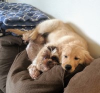 Golden Retriever Puppies Golden Retriever for sale/adoption