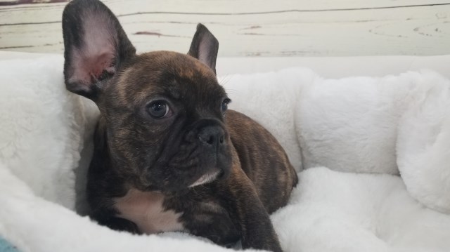 French Bulldog puppy for sale + 52021