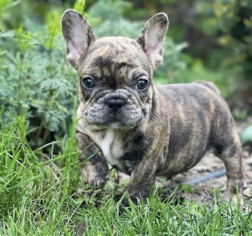 French Bulldog puppy for sale + 67068