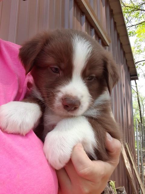 Australian Shepherd Dog puppy for sale + 61562