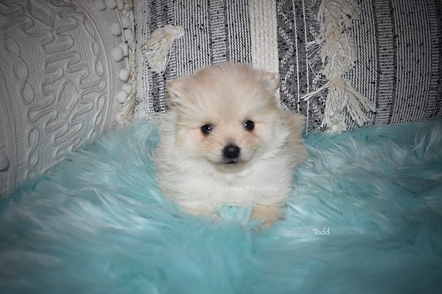 Pomeranian puppy for sale + 60153