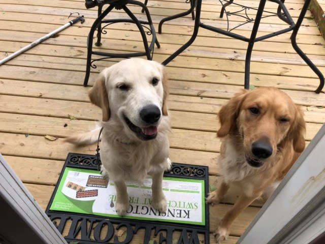 Golden Retriever Puppy Dog For Sale In Racine Wisconsin