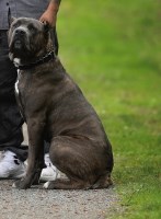 Cane Corso Puppies And Dogs For Sale In Oregon
