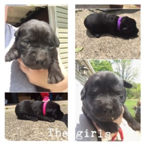 AKC Black Lab Puppies!