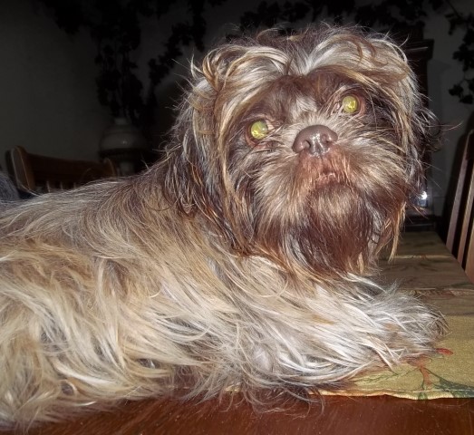 AKC Chocolate Shih Tzu Male Sale or Trade