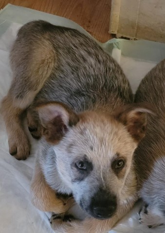 TIGGS Australian Cattle Dog Puppy