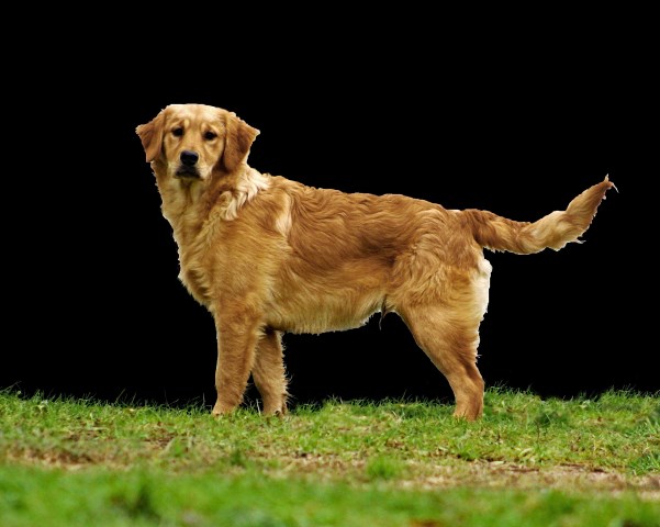 Akc ofa golden retriever puppy