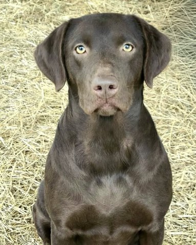 Labrador Retriever puppy for sale + 67101