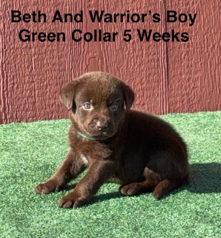 AKC Chocolate And Black Labrador Puppies