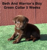 AKC Chocolate And Black Labrador Puppies Labrador Retriever for sale/adoption