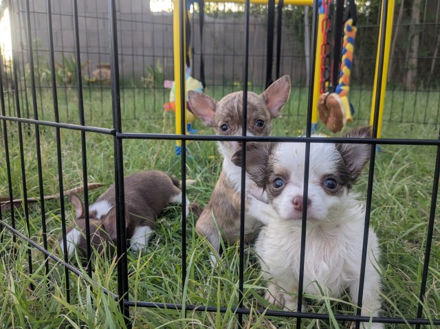 Chihuahua puppy for sale + 67152