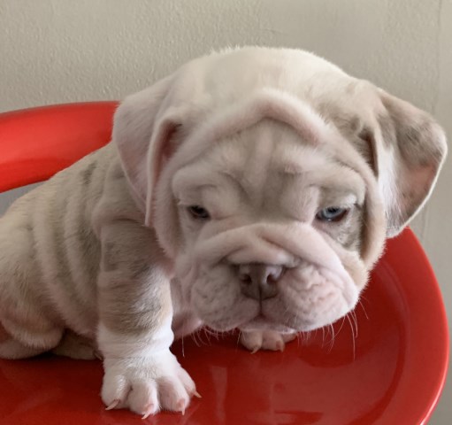 English Bulldog puppy for sale + 59540
