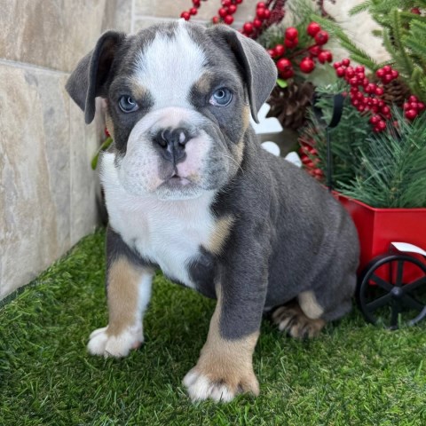 American Bulldog puppy for sale + 66993