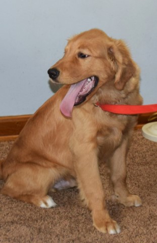 Golden Retriever puppy for sale + 63135