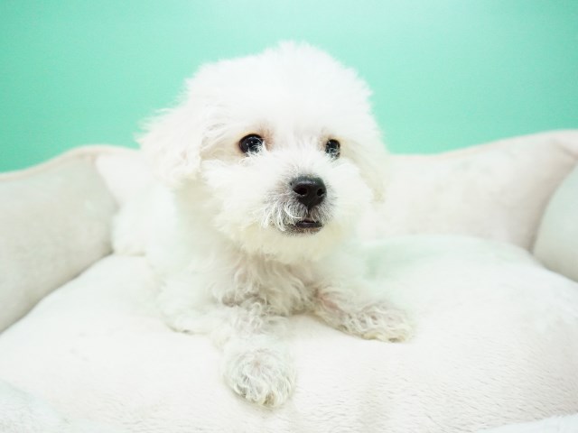 Maltipoo puppy for sale + 54654