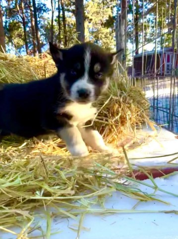 Siberian Husky puppy for sale + 61296